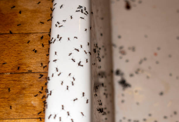 Professional Pest Control in Fort Loramie, OH